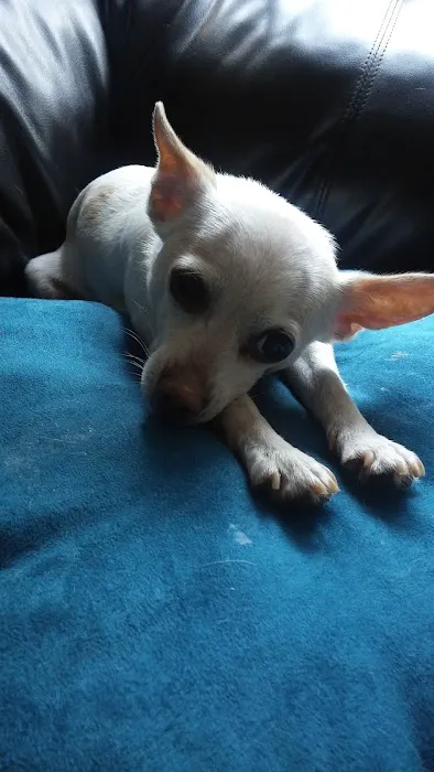 Holistic Veterinary Care: Lamb Kim DVM Picture 4