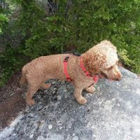 Plymouth Animal Hospital: Tighe Ellyn K DVM ico