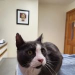 Interlakes Animal Hospital