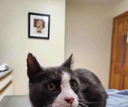 Interlakes Animal Hospital