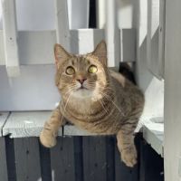 Meredith Place Veterinary Emergency Hospital ico