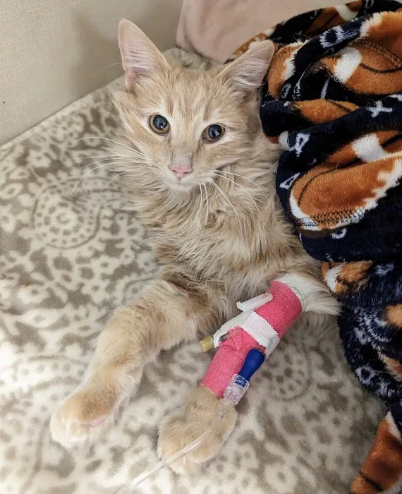Meredith Place Veterinary Emergency Hospital Picture 9
