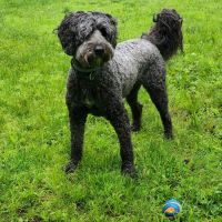 Lyme Veterinary Hospital ico