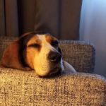 River Road Veterinary Clinic