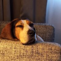 River Road Veterinary Clinic ico