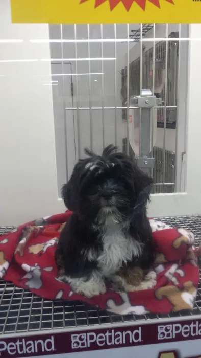 Petland Montgomery Picture 8