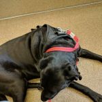 Rumney Animal Hospital