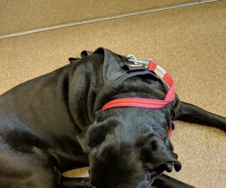 Rumney Animal Hospital