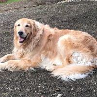Norwich Regional Animal Hospital ico