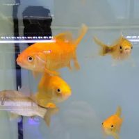 Aquarium Workshop ico