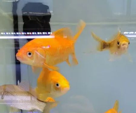 Aquarium Workshop
