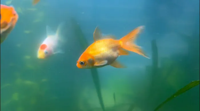 Aquarium Workshop Picture 3