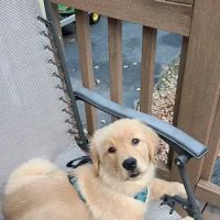 Candray Pet Care Center ico