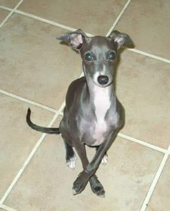 Candray Pet Care Center Picture 2