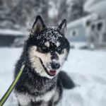 ARK Animal Homecare, PLLC