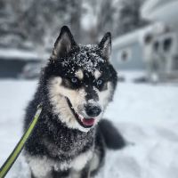 ARK Animal Homecare, PLLC ico