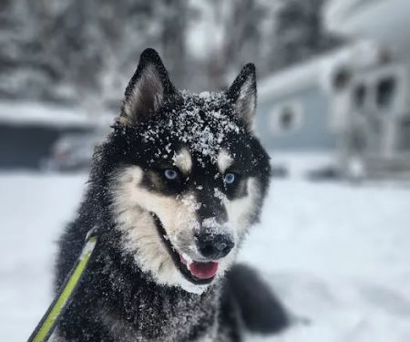 ARK Animal Homecare, PLLC