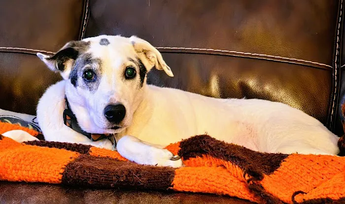 ARK Animal Homecare, PLLC Picture 5