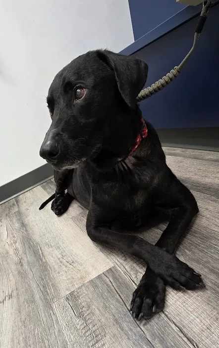 ARK Animal Homecare, PLLC Picture 4