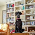 Country Animal Hospital