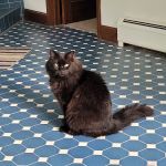 Poultney Veterinary Hospital