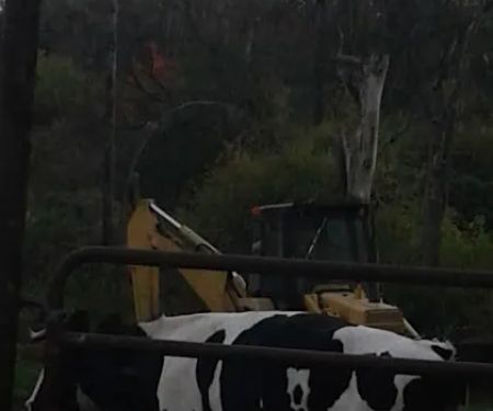 Granville Veterinary Service, Large Animal