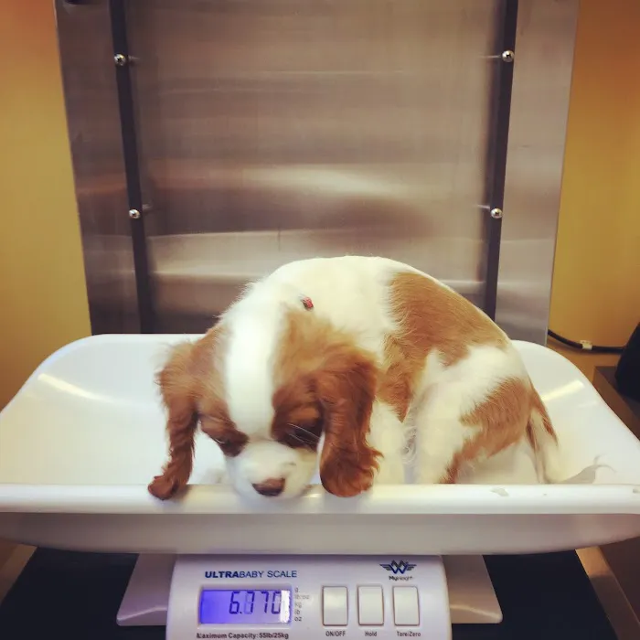 Huron Veterinary Hospital Picture 7