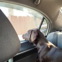 Medford Pet Clinic ico