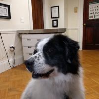 Winter Hill Veterinary Clinic ico