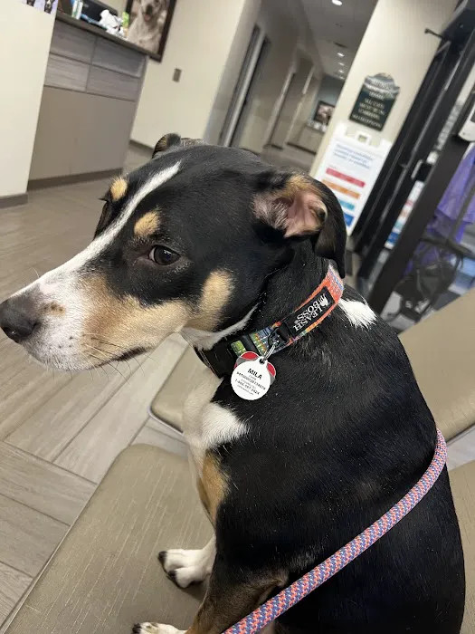 BluePearl Pet Hospital Picture 3