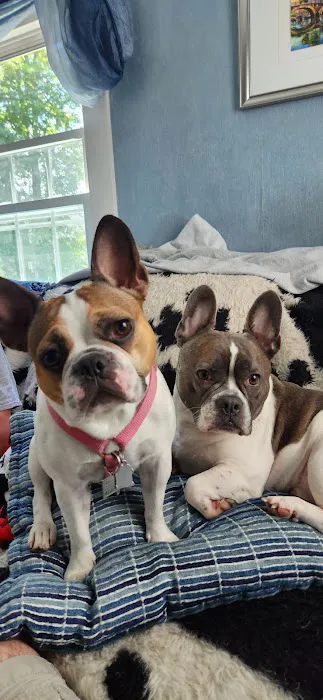 BluePearl Pet Hospital Picture 2