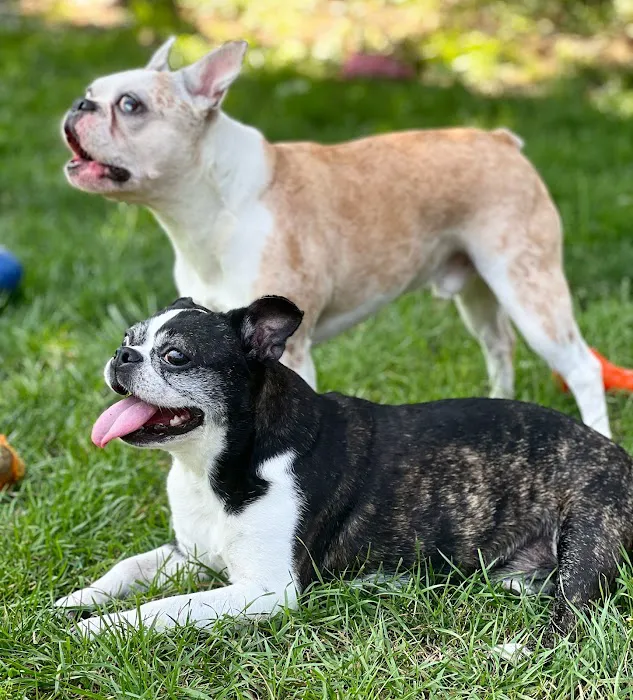 BluePearl Pet Hospital Picture 1