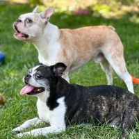 BluePearl Pet Hospital ico