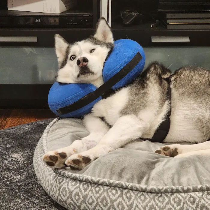 BluePearl Pet Hospital Picture 10
