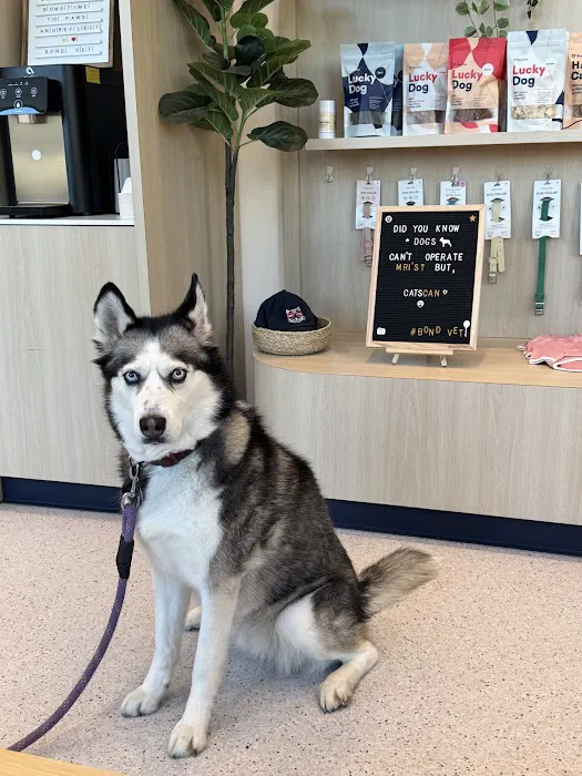 Bond Vet - Somerville Picture 2