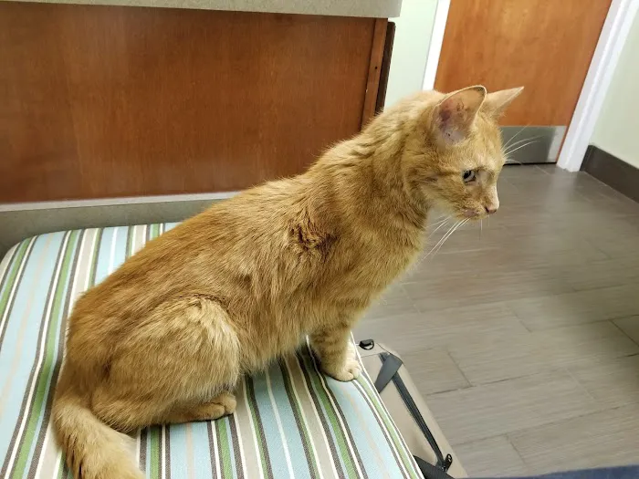 Charlestown Veterinary Hospital Picture 2