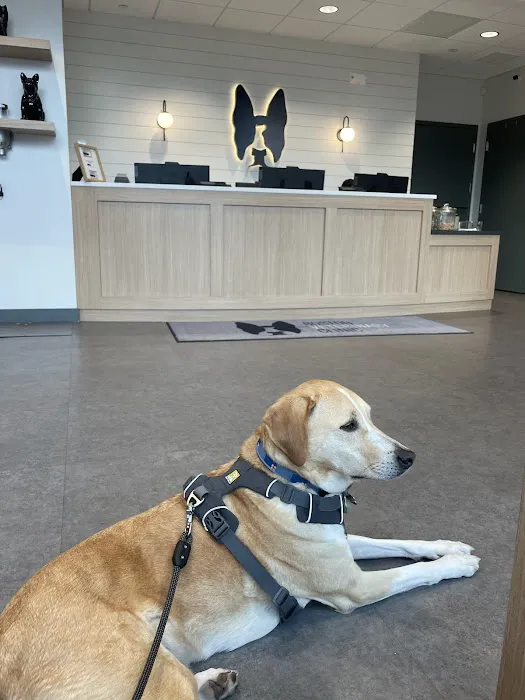 Boston Veterinary Clinic Picture 1