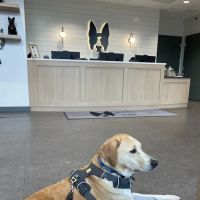 Boston Veterinary Clinic ico