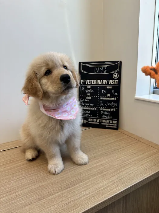 Boston Veterinary Clinic Picture 2