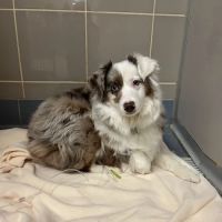 Charlestown Pet Clinic ico