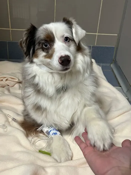 Charlestown Pet Clinic Picture 3