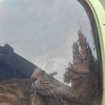 Charles Street Animal Clinic