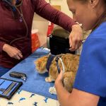 Vetco Vaccination Clinic