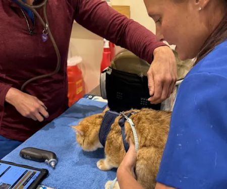 Vetco Vaccination Clinic