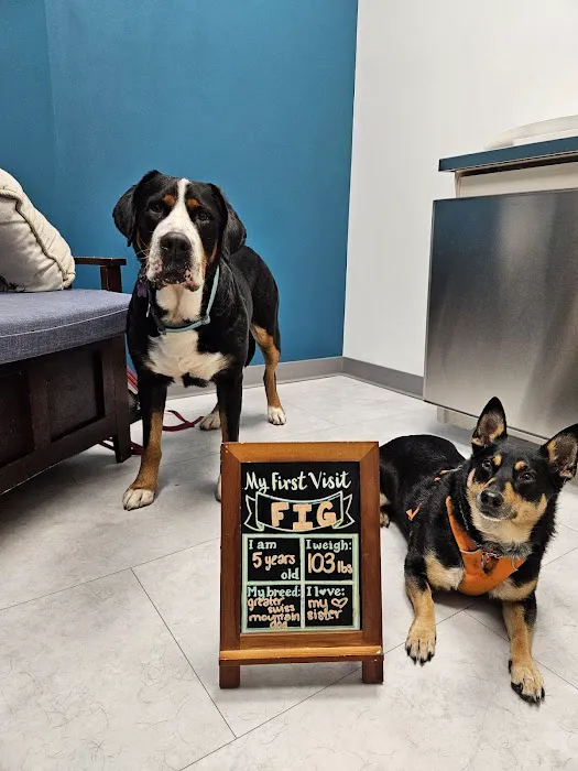 The Pet's Vet North End Picture 10
