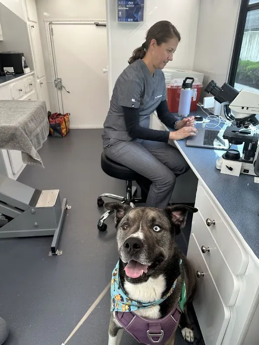 Tandem Veterinary Clinic - East Boston Picture 6