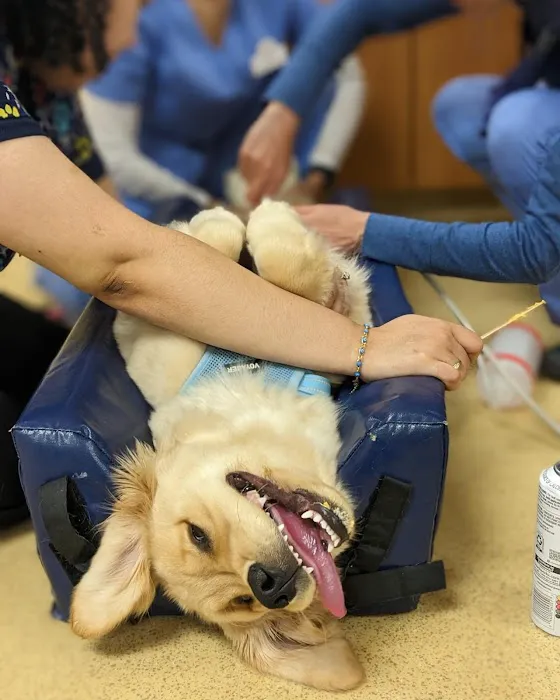 Boston Animal Hospital North Station Picture 2