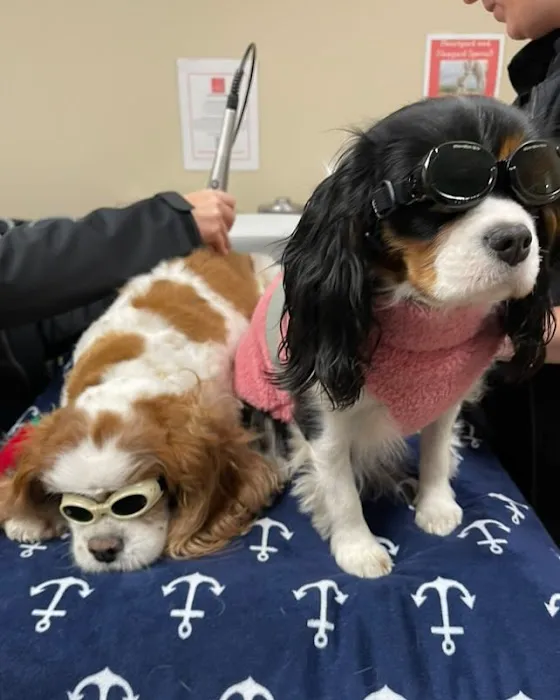 Boston Animal Hospital North Station Picture 4