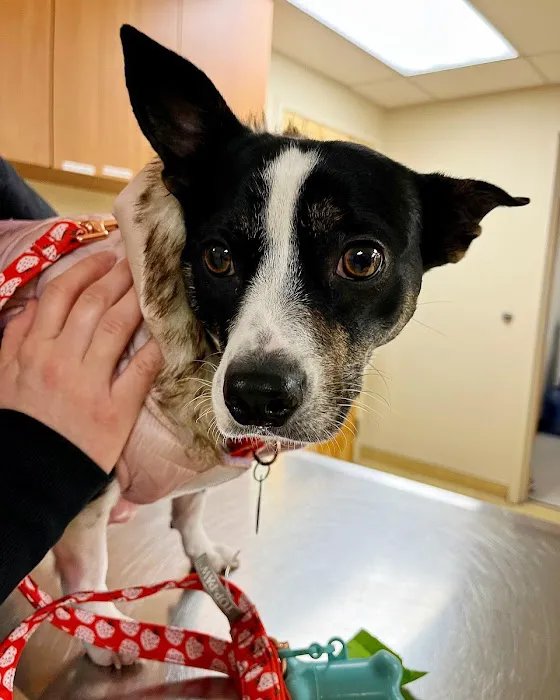 Boston Animal Hospital North Station Picture 8