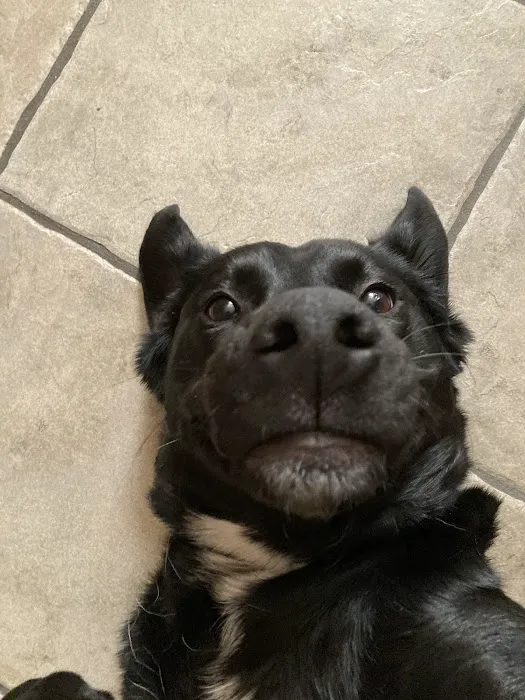 Vetco Total Care Animal Hospital Picture 4